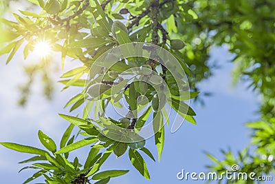 Almond tree with fruits in spring Stock Photo