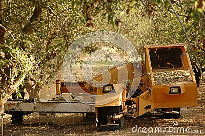 Almond tree at the harvest time Stock Photo