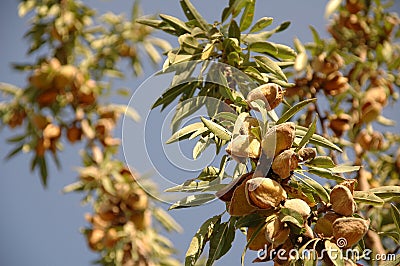 Almond tree at the harvest time Stock Photo