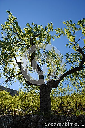 Almond tree, backlit in the Spring Stock Photo