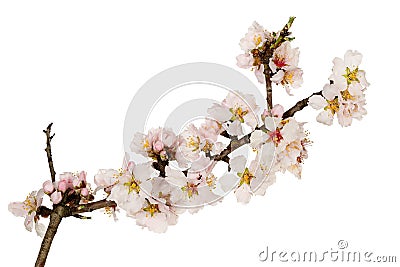 Almond tree twig Stock Photo