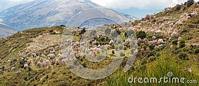 Almond trees in bloom near Trevelez, Granadan Alpujarra, Spain Stock Photo