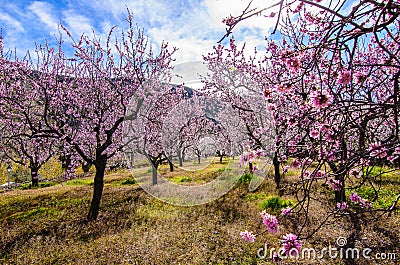 Almond trees in a farm Stock Photo