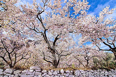 Almond trees Stock Photo