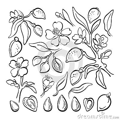 Almond. Vector natural nut. Realistic set Vector Illustration