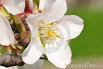 Almond white flowers Stock Photo