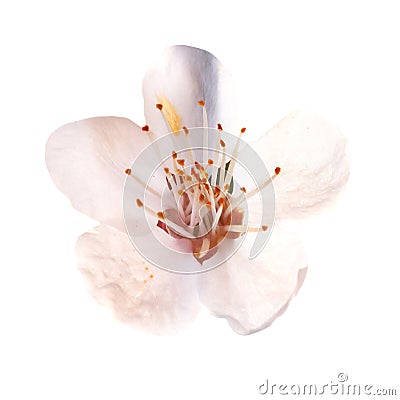 Almond white flowers Stock Photo