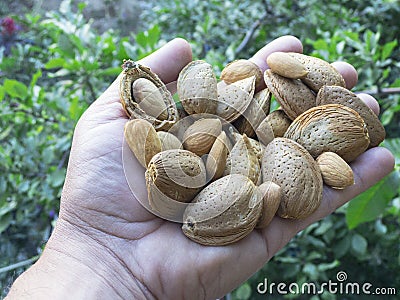 New crop fresh almonds Stock Photo