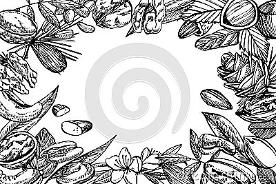 Almonds, Pecan, Cashew nuts, Hazelnut, Pine nuts, Walnuts and Nutmeg sketch illustrations. Graphic Hand drawn Cartoon Illustration