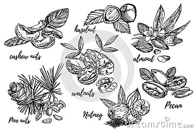 Almonds, Pecan, Cashew nuts, Hazelnut, Pine nuts, Walnuts and Nutmeg sketch illustrations. Graphic Hand drawn Cartoon Illustration