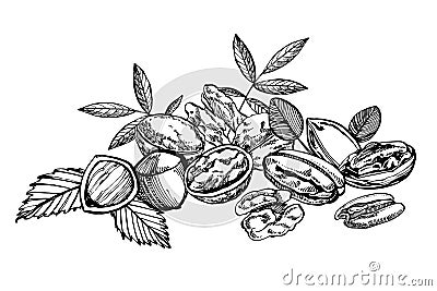 Almonds, Pecan, Cashew nuts, Hazelnut, Pine nuts, Walnuts and Nutmeg sketch illustrations. Vector Hand drawn Vector Illustration