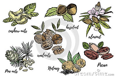 Almonds, Pecan, Cashew nuts, Hazelnut, Pine nuts, Walnuts and Nutmeg sketch illustrations. Vector Hand drawn Vector Illustration