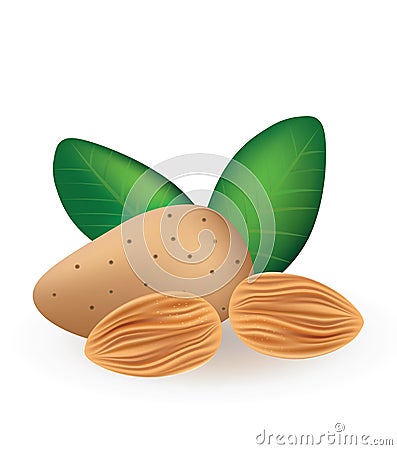 Almonds, peeled and in shell Vector Illustration