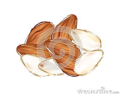 Almonds Vector Illustration