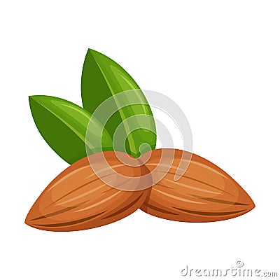 Almonds Species of plant. Almond nuts with leafs Vector Illustration