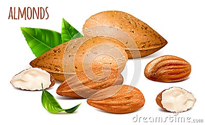 Almonds whole and almond kernels Vector Illustration