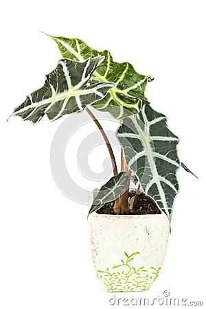 Alocasia Stock Photo