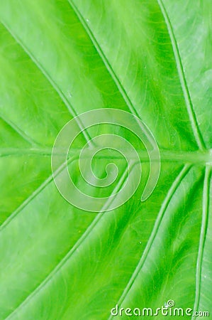 Alocasia, Alocasia macrorrhizos or Alocasia plant leaf or leaf background Stock Photo