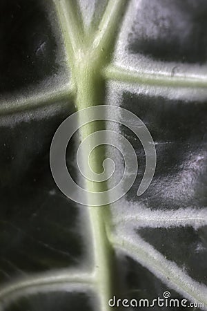 Alocasia is known usually as the Kris Plant or Elephant Ear. Abstract macro of a houseplant leaf, unique alien looking leaves. Stock Photo