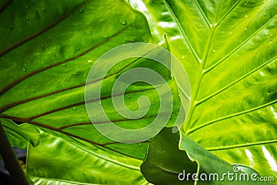 Alocasia macrorrhiza black stem elephant ear Stock Photo