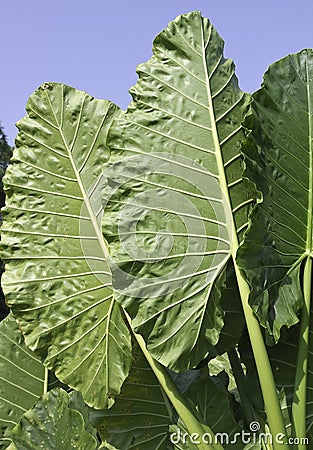 Alocasia macrorrhiza - giant elephant ear plant Stock Photo