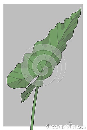 Alocasia Macrorrhizos Giant Taro elephant ear huge rainforest tropical plant vector illustration Cartoon Illustration