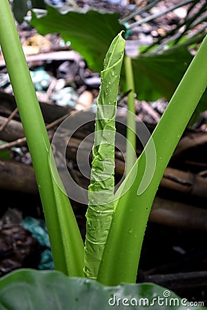 Alocasia macrorrhizos, Xanthosoma. Looking like roll Stock Photo