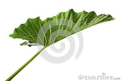Alocasia odora foliage Night-scented lily or Giant upright elephant ear, Exotic tropical leaf, isolated on white background Stock Photo