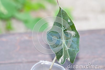 Alocasia one leaf baby plant propagated Stock Photo