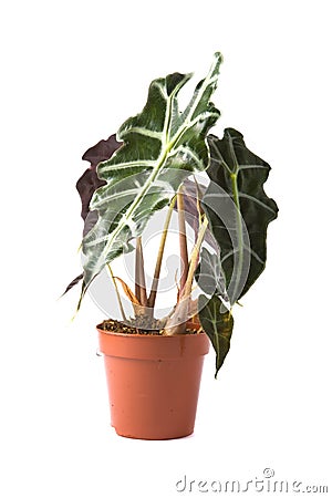 Alocasia Polly Stock Photo