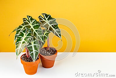 Alocasia Polly potted in terracota ceramic planter Stock Photo