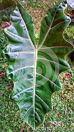 Alocasia Pseudo Sanderiana is also known as the Keladi Amazon Lokal, an ornamental plant that is currently popular in Indonesia. Stock Photo