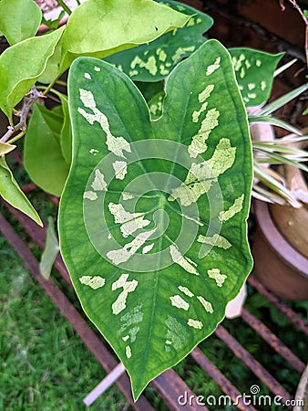 Alocasia & x27;Hilo Beauty& x27;. Caladium Praetermissum. Elephant ear plant. Heart-shape green leaf with camouflage pattern. Stock Photo