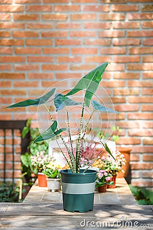 Alocasia zebrina in green pot Stock Photo