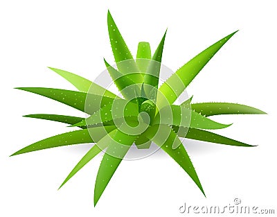 Aloe Vector Illustration