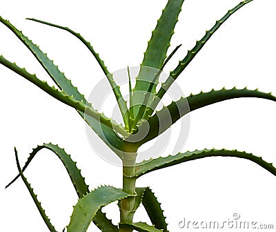 Aloe arborescens Stock Photo