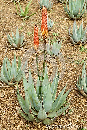 Aloe arborescens Stock Photo