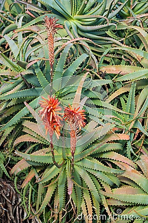 Aloe Arborescens Stock Photo