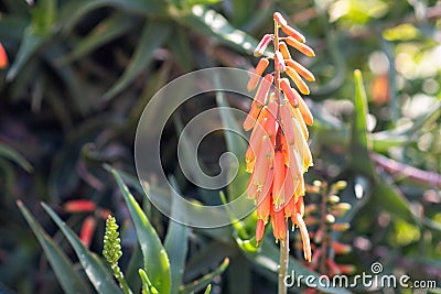 Aloe arborescens or krantz aloe or candelabra aloe. Stock Photo