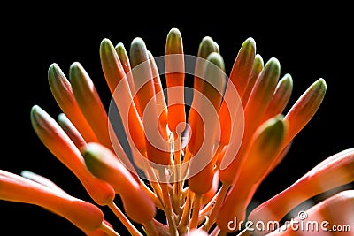 Aloe bloom close up Stock Photo