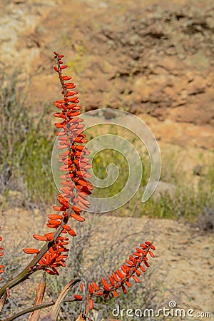 Aloe Brunnthaleri, Juttae, Microstigma is a Floriferous Aloe with cheerful flowers blooming at Boyce Thompson Arboretum, Superior, Stock Photo