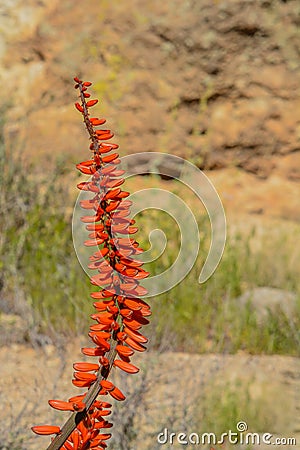 Aloe Brunnthaleri, Juttae, Microstigma is a Floriferous Aloe with cheerful flowers blooming at Boyce Thompson Arboretum, Superior, Stock Photo