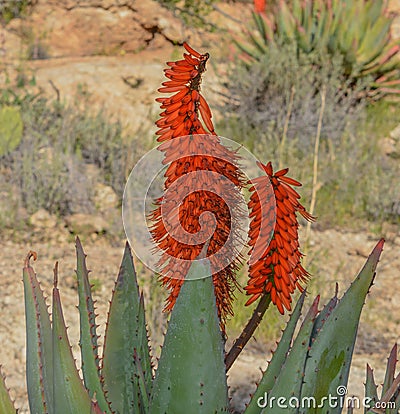 Aloe Brunnthaleri, Juttae, Microstigma is a Floriferous Aloe with cheerful flowers blooming at Boyce Thompson Arboretum, Superior, Stock Photo