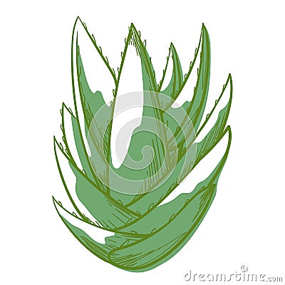 Aloe bush green icon, beautiful succulent plant Vector Illustration