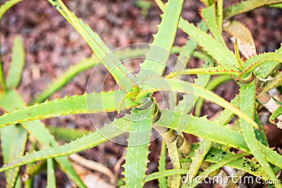 Aloe camperi variety plant Stock Photo