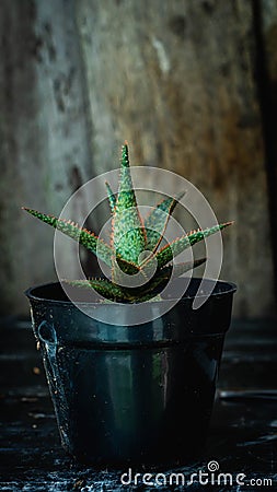 Closeup of Aloe donnie. Stock Photo