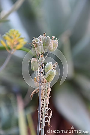 Aloe eru flower, The Botanical Garden of Rome Museo Orto Botanico di Roma Stock Photo