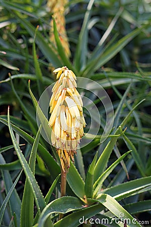 Aloe flower, a genus of monocots native to the hot and arid regions Stock Photo