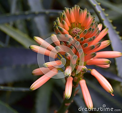 Aloe - flowering succulent plant. Aloe in blooming Stock Photo