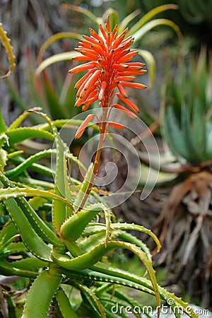 Aloe - flowering succulent plant. Aloe in blooming. Aloe Flower. Stock Photo